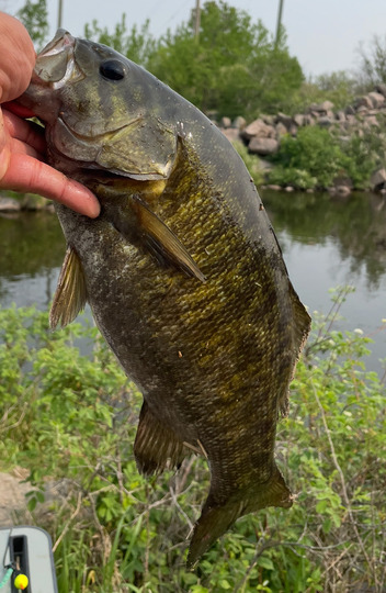 Smallmouth Bass