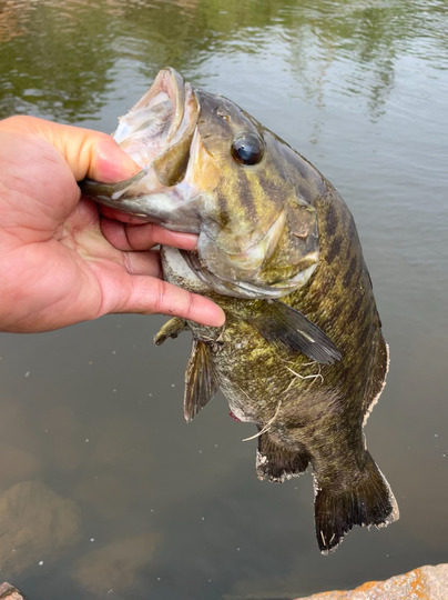 Smallmouth Bass