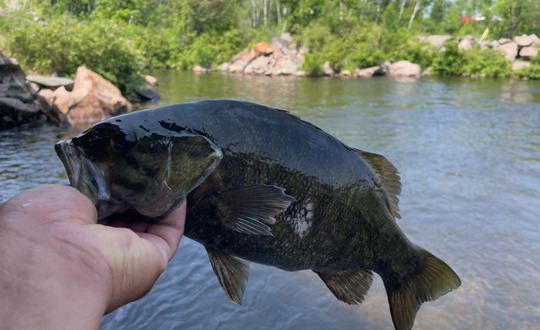 Smallmouth Bass
