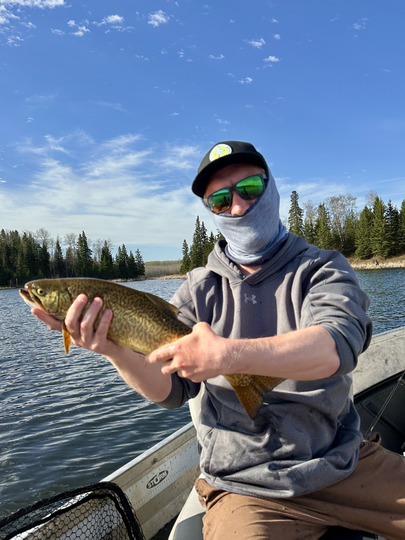 Tiger Trout