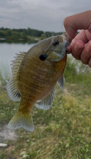 Sunfish