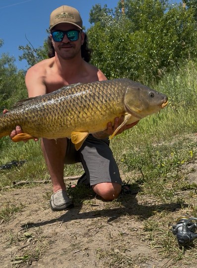 Common Carp