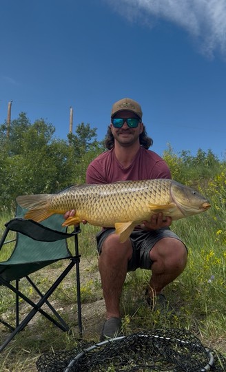 Common Carp