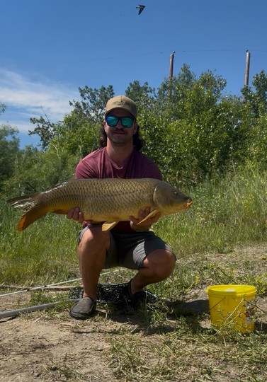 Common Carp