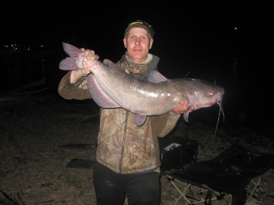 Channel Catfish