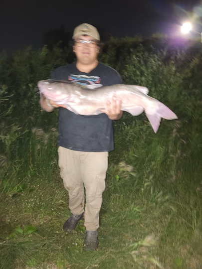 Channel Catfish