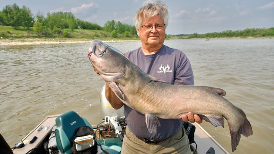 Channel Catfish
