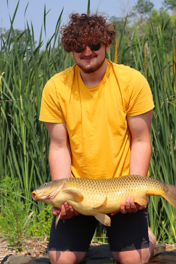 Common Carp