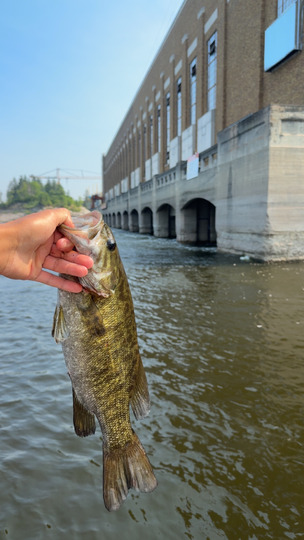Smallmouth Bass