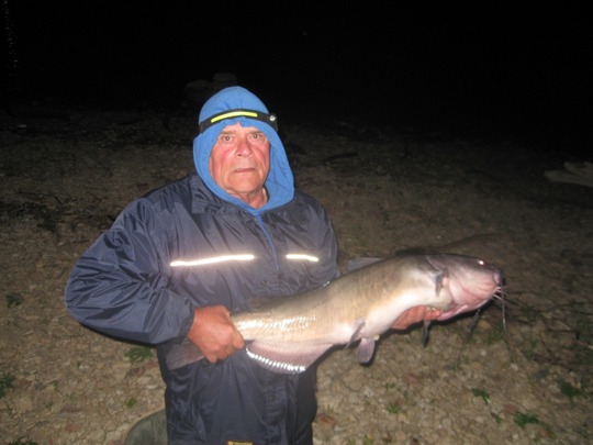 Channel Catfish