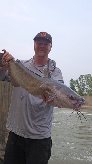 Channel Catfish