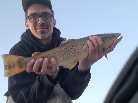 Brown Trout