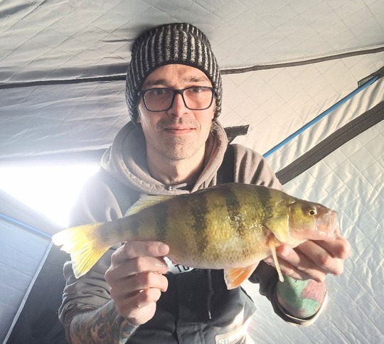 Yellow Perch