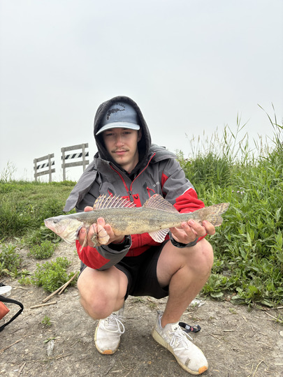 Sauger