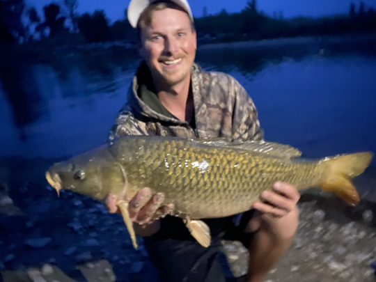Common Carp