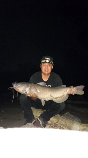 Channel Catfish