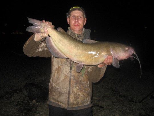 Channel Catfish