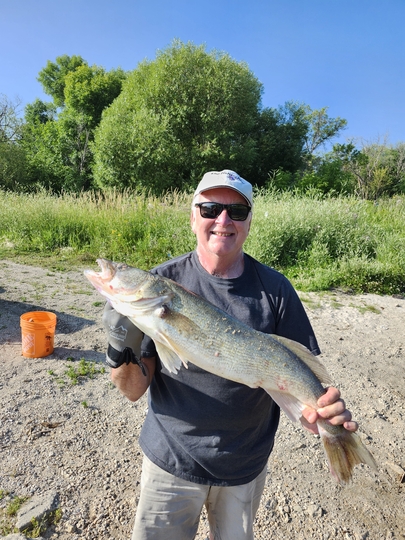 Walleye