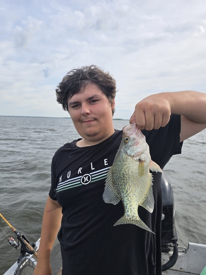 Black Crappie