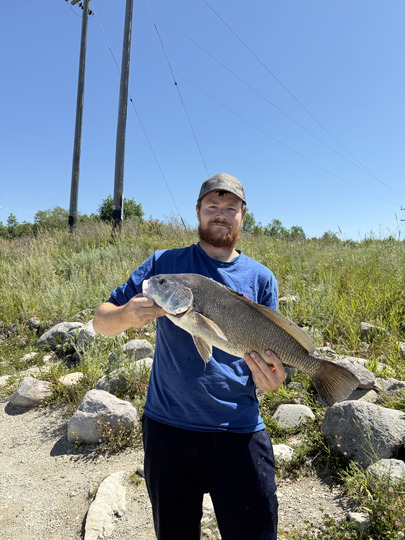 Freshwater Drum