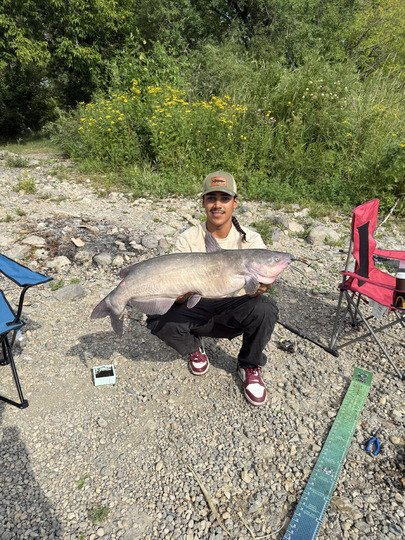 Channel Catfish