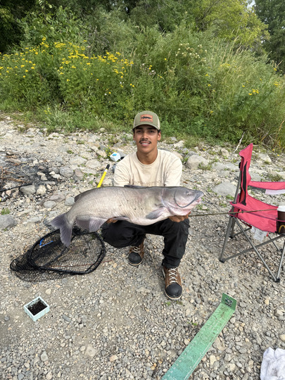 Channel Catfish