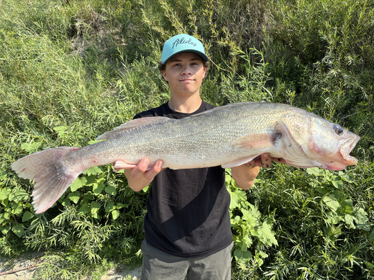 Walleye