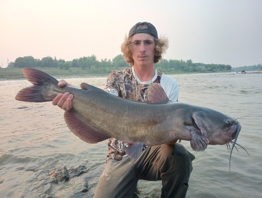 Channel Catfish