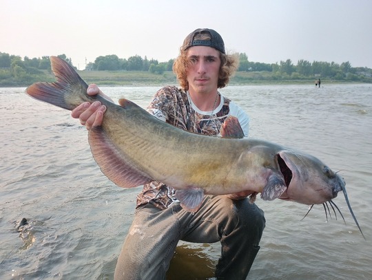 Channel Catfish