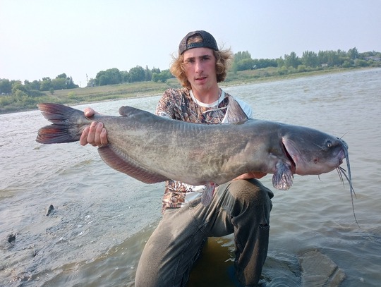 Channel Catfish