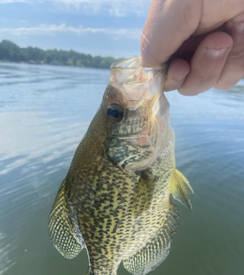 Black Crappie