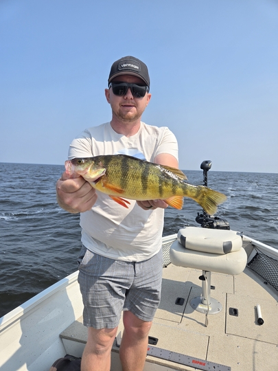 Yellow Perch