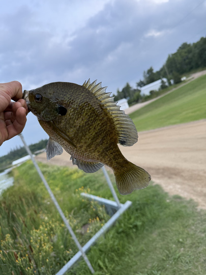 Sunfish