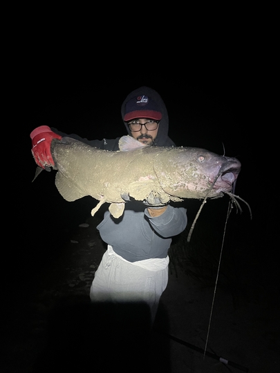 Channel Catfish
