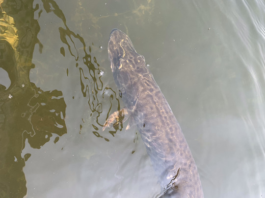 Muskellunge