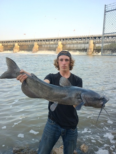 Channel Catfish