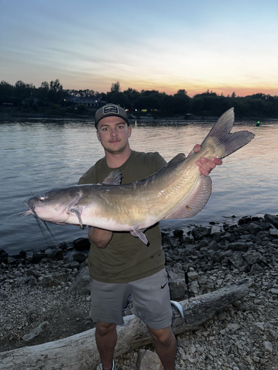 Channel Catfish