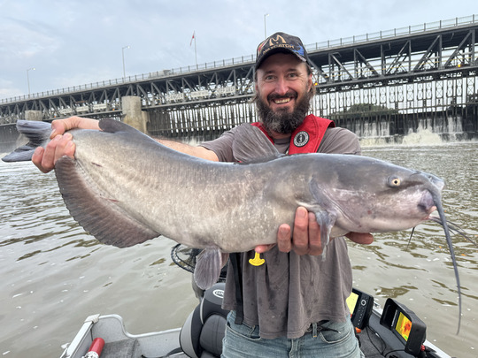 Channel Catfish