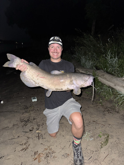 Channel Catfish