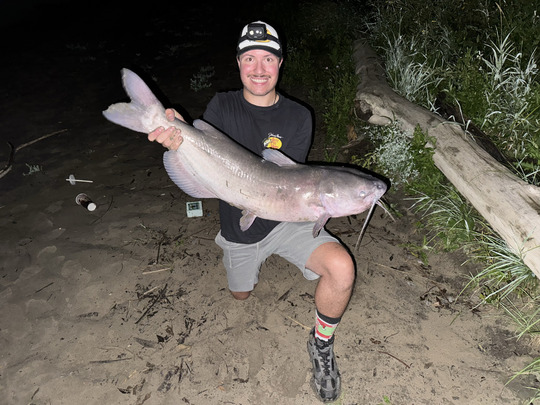 Channel Catfish