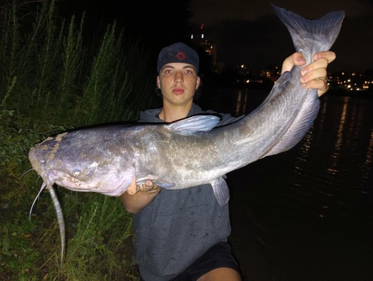 Channel Catfish