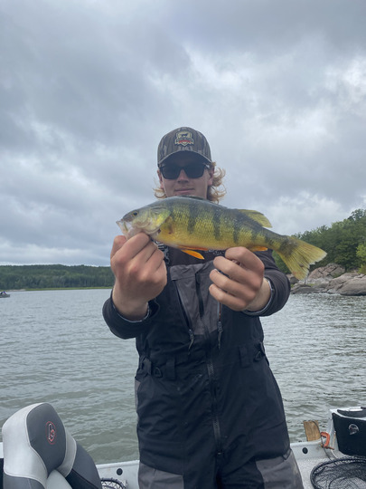 Yellow Perch