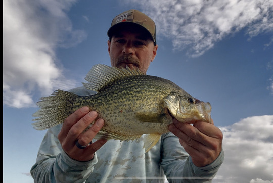 Black Crappie