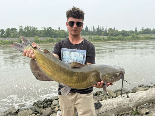Channel Catfish