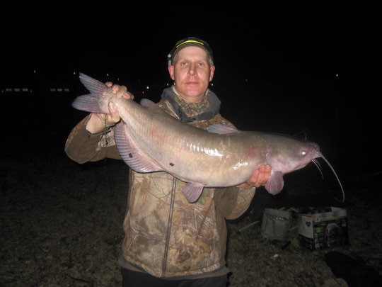 Channel Catfish