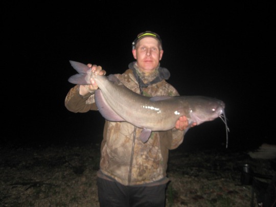Channel Catfish