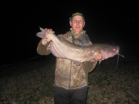 Channel Catfish