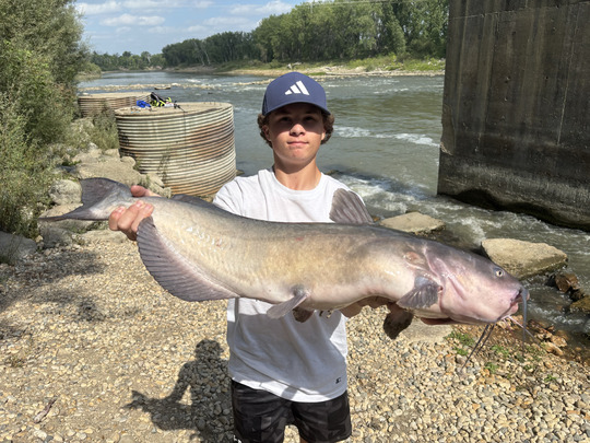 Channel Catfish