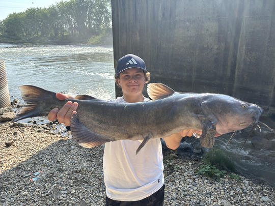 Channel Catfish