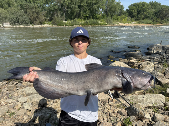 Channel Catfish